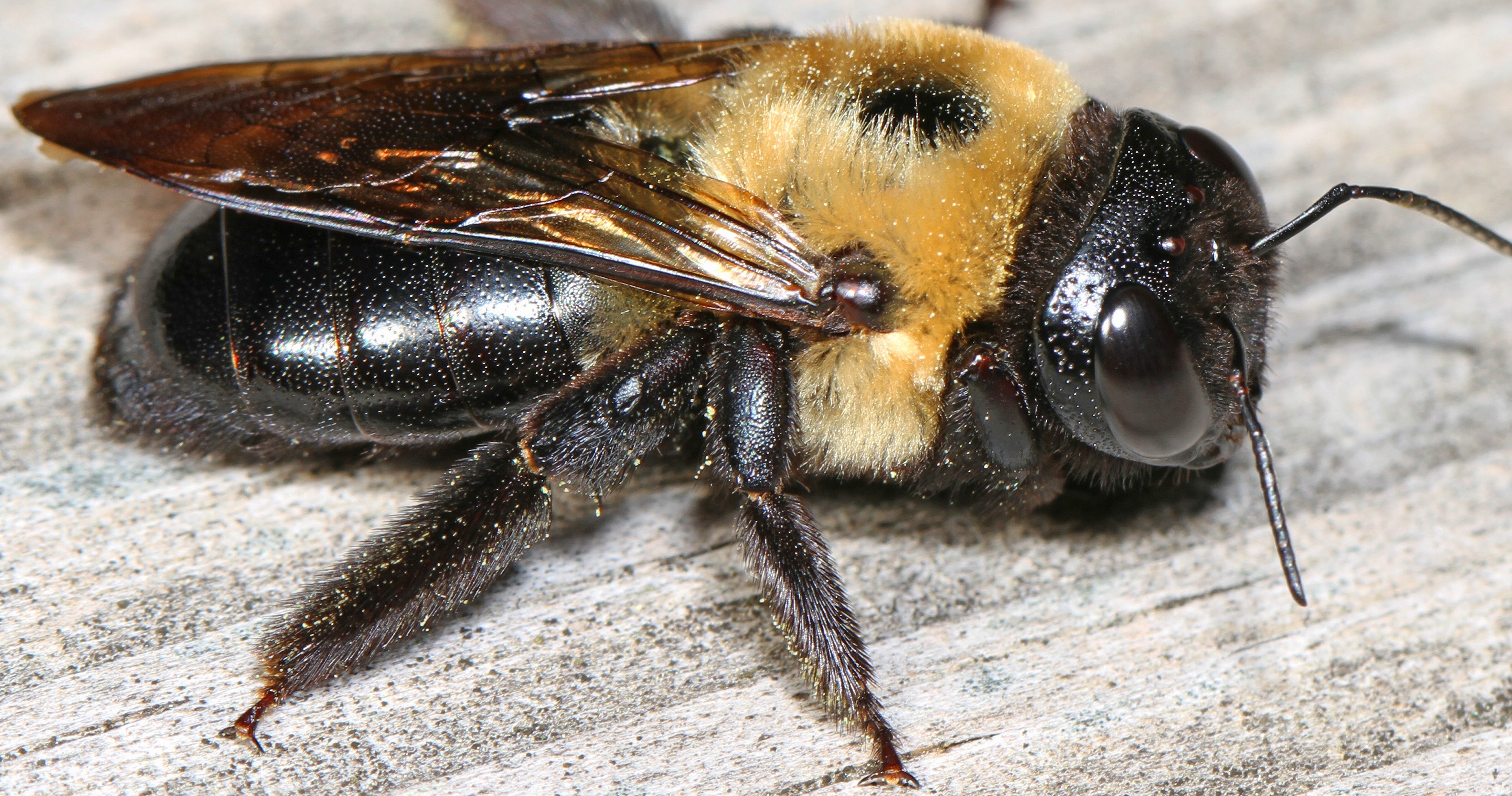 Eastern Carpenter Bee, photographed by Judy Gallagher, licensed with Creative Commons